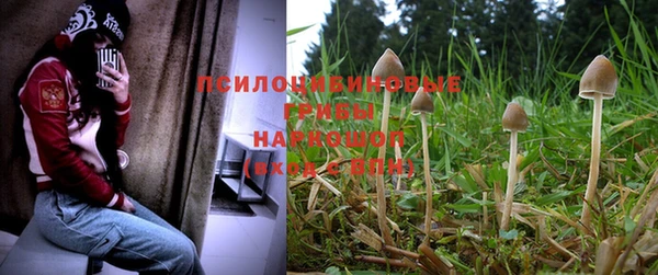PSILOCYBIN Алзамай