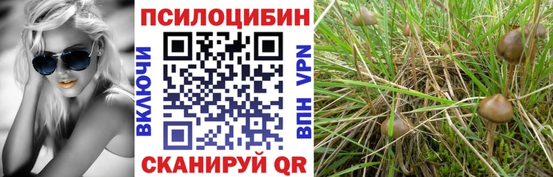 Псилоцибиновые грибы Psilocybe  как найти наркотики  Карачев 